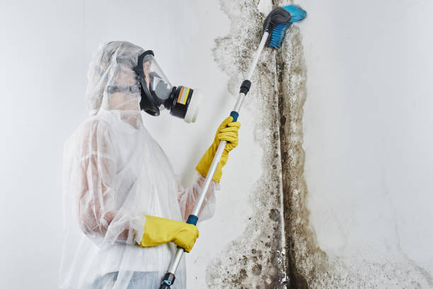 Best Local Mold Removal Service  in Lincoln Village, CA
