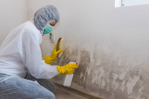 Best Black Mold Removal  in Lincoln Village, CA