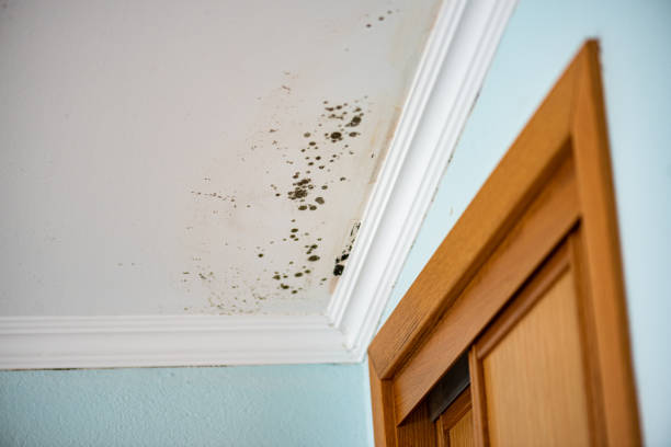 Best Home Mold Removal  in Lincoln Village, CA