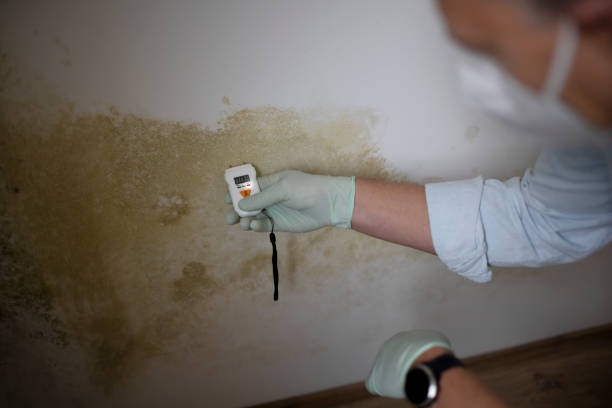 Best Home Mold Removal  in Lincoln Village, CA