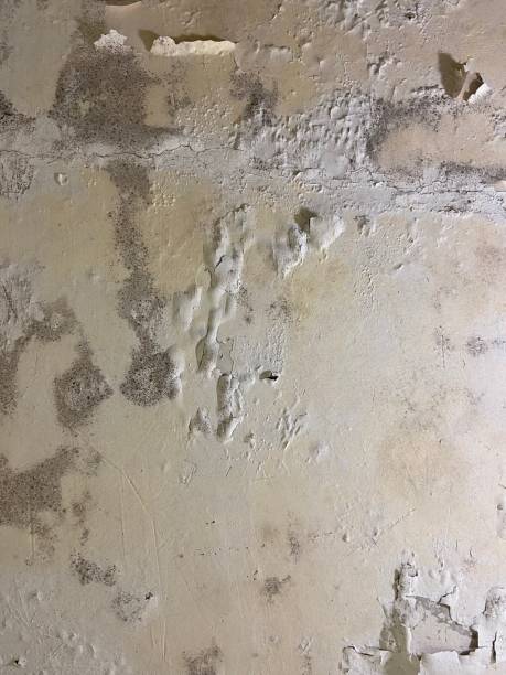 Best Commercial Mold Removal  in Lincoln Village, CA