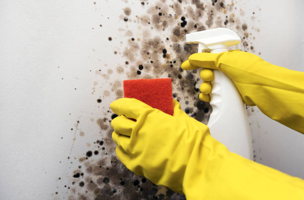 Best Mold Remediation Services  in Lincoln Village, CA