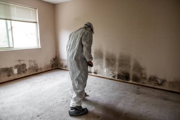 Best Residential Mold Removal  in Lincoln Village, CA