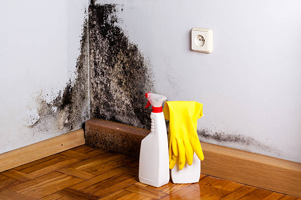 Best Mold Damage Repair  in Lincoln Village, CA