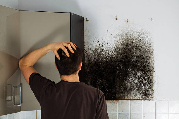 Best Certified Mold Removal  in Lincoln Village, CA