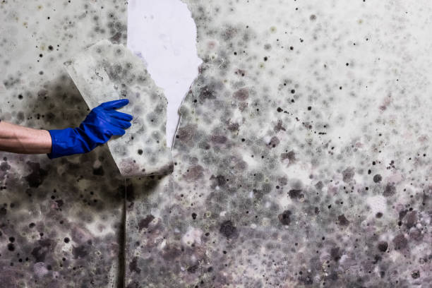 Best Mold Testing  in Lincoln Village, CA