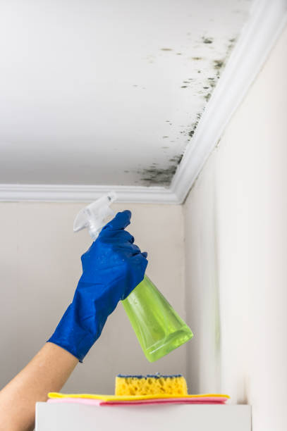 Best Mold Remediation  in Lincoln Village, CA